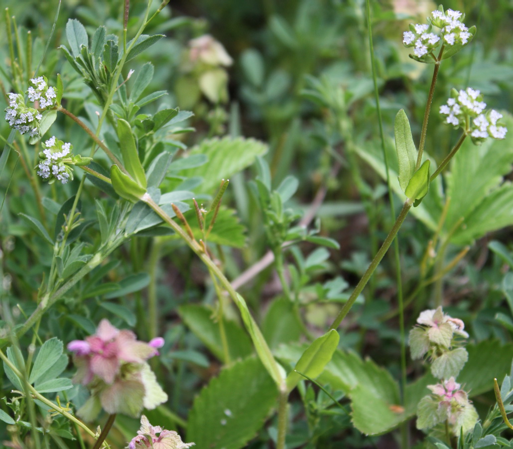 Изображение особи Valerianella turgida.