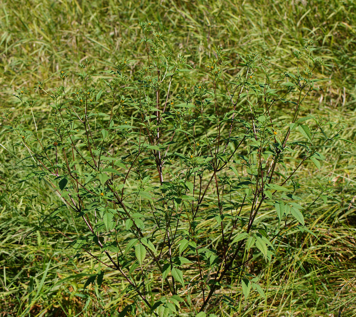 Image of Bidens frondosa specimen.