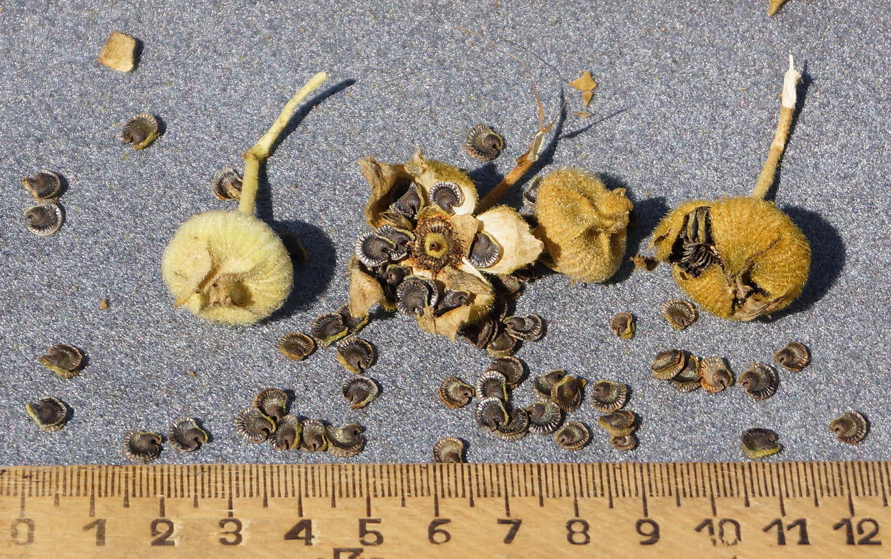 Image of Alcea rosea specimen.