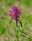 Pedicularis panjutinii. Верхушка побега с соцветием. Абхазия, Рицинский реликтовый национальный парк, гора Ацытаку, ≈ 2300 м н.у.м., субальпийский луг. 11.07.2017.