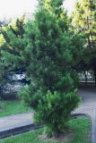 Podocarpus macrophyllus. Взрослое \"плодоносящее\" растение. Краснодарский край, г. Сочи, Центральный р-н, в культуре. 01.08.2017.