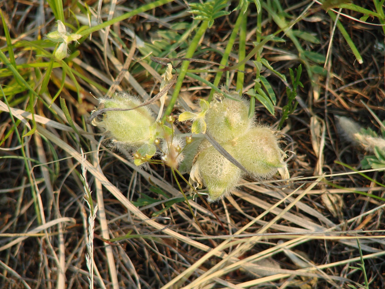 Изображение особи Oxytropis peschkovae.