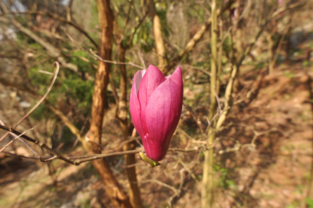 Изображение особи род Magnolia.