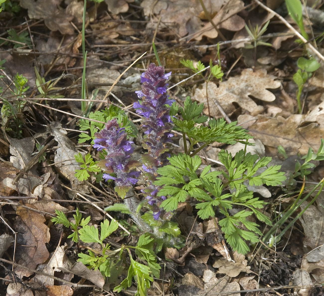 Image of Ajuga orientalis specimen.