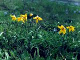 Tulipa biebersteiniana. Цветущие растения на известняках (Tulipa ophiophylla). Украина, Донецкая обл., Новоазовский р-н, окр. заповедника \"Хомутовская степь\". Апрель 2001 г.