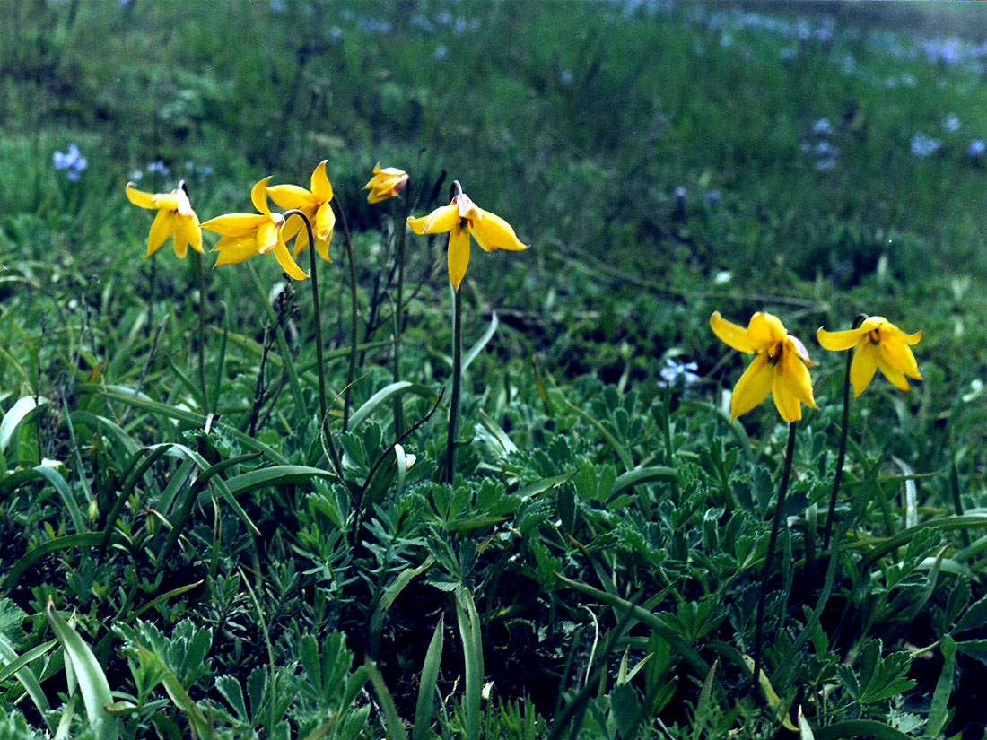 Изображение особи Tulipa biebersteiniana.