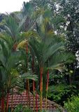Cyrtostachys renda. Кроны вегетирующих растений. Малайзия, Куала-Лумпур, в культуре. 13.05.2017.