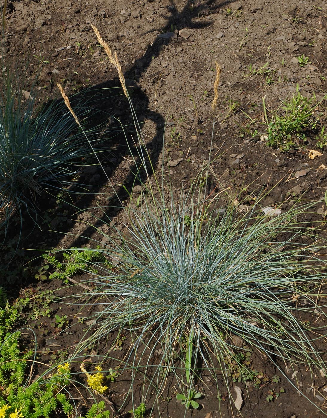Image of genus Festuca specimen.