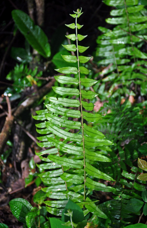 Изображение особи Nephrolepis falciformis.