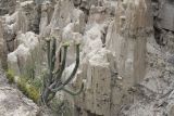 genus Corryocactus. Плодоносящее растение. Боливия, окр. г. Ла-Пас, Лунная долина, бэдленд. 15 марта 2014 г.