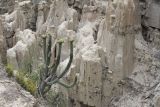 genus Corryocactus