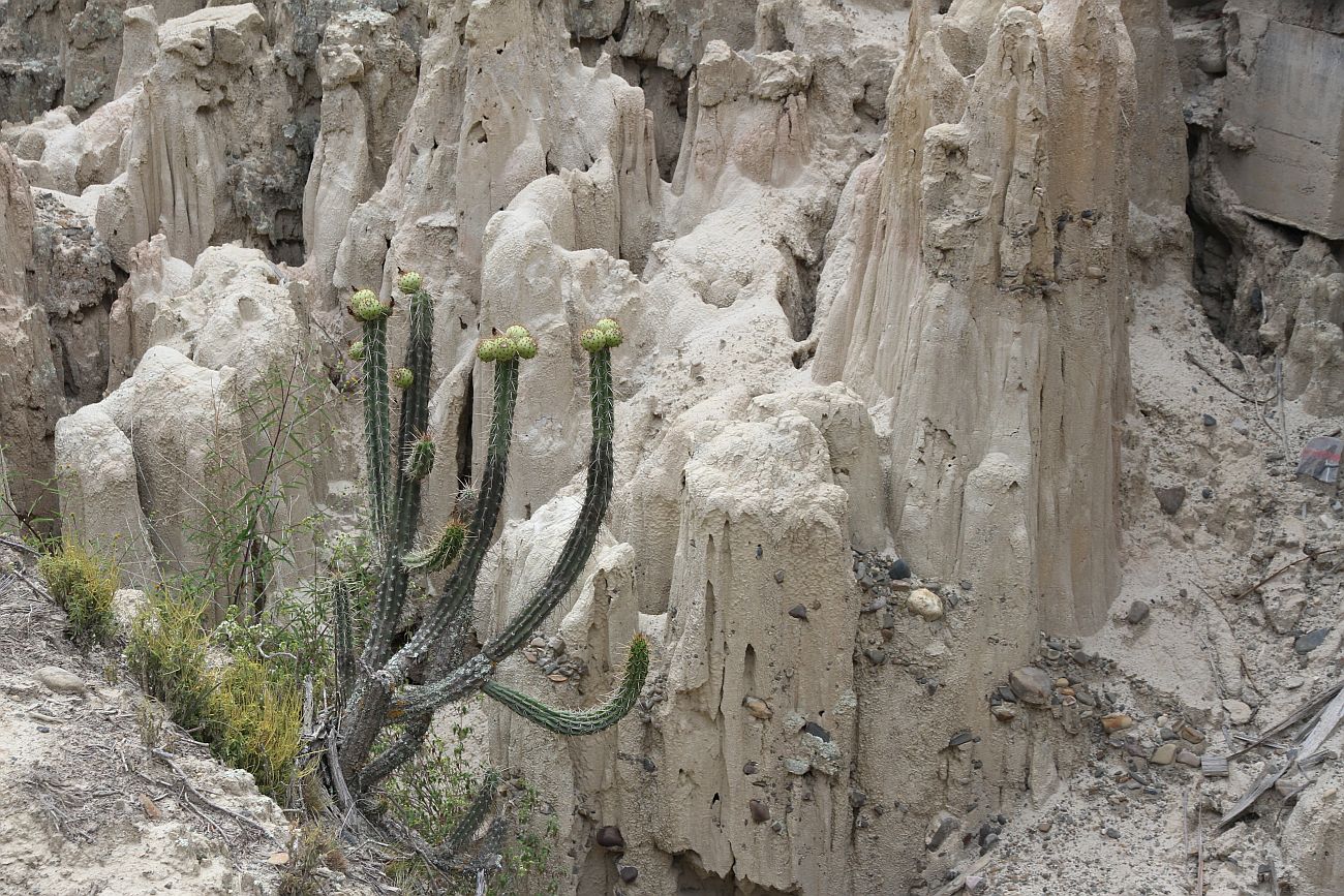 Image of genus Corryocactus specimen.