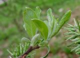 Salix cinerea. Верхушка побега с распускающимися листьями. Московская обл., г. Электрогорск. 06.05.2018.