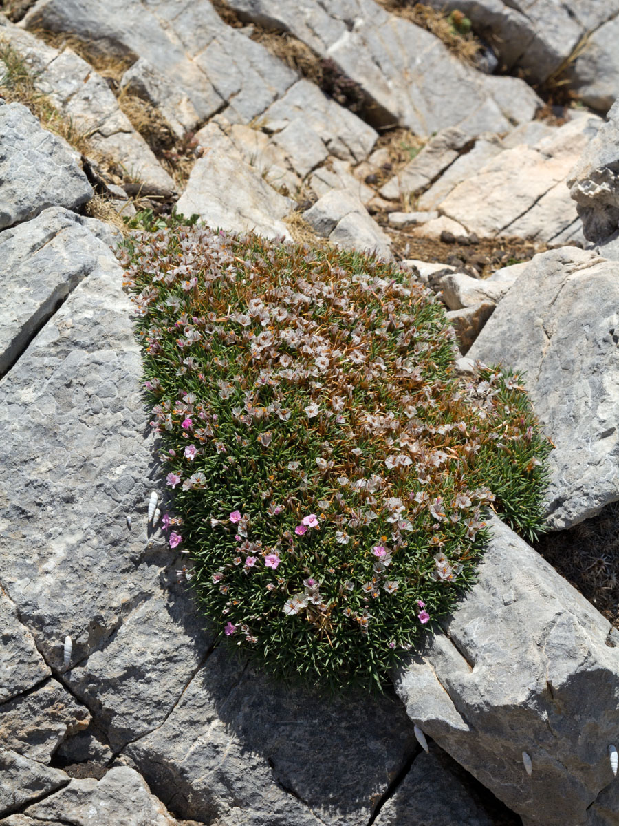 Image of Acantholimon ulicinum specimen.