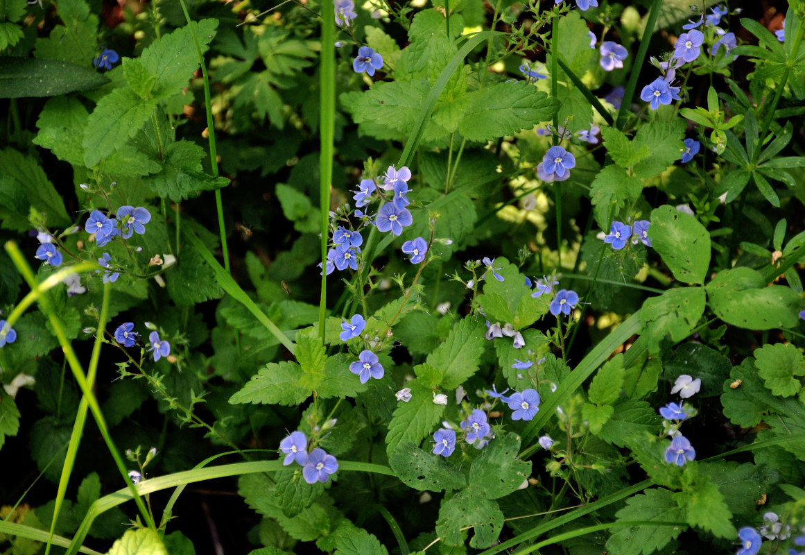 Image of Veronica chamaedrys specimen.