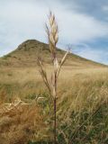 Bromus danthoniae