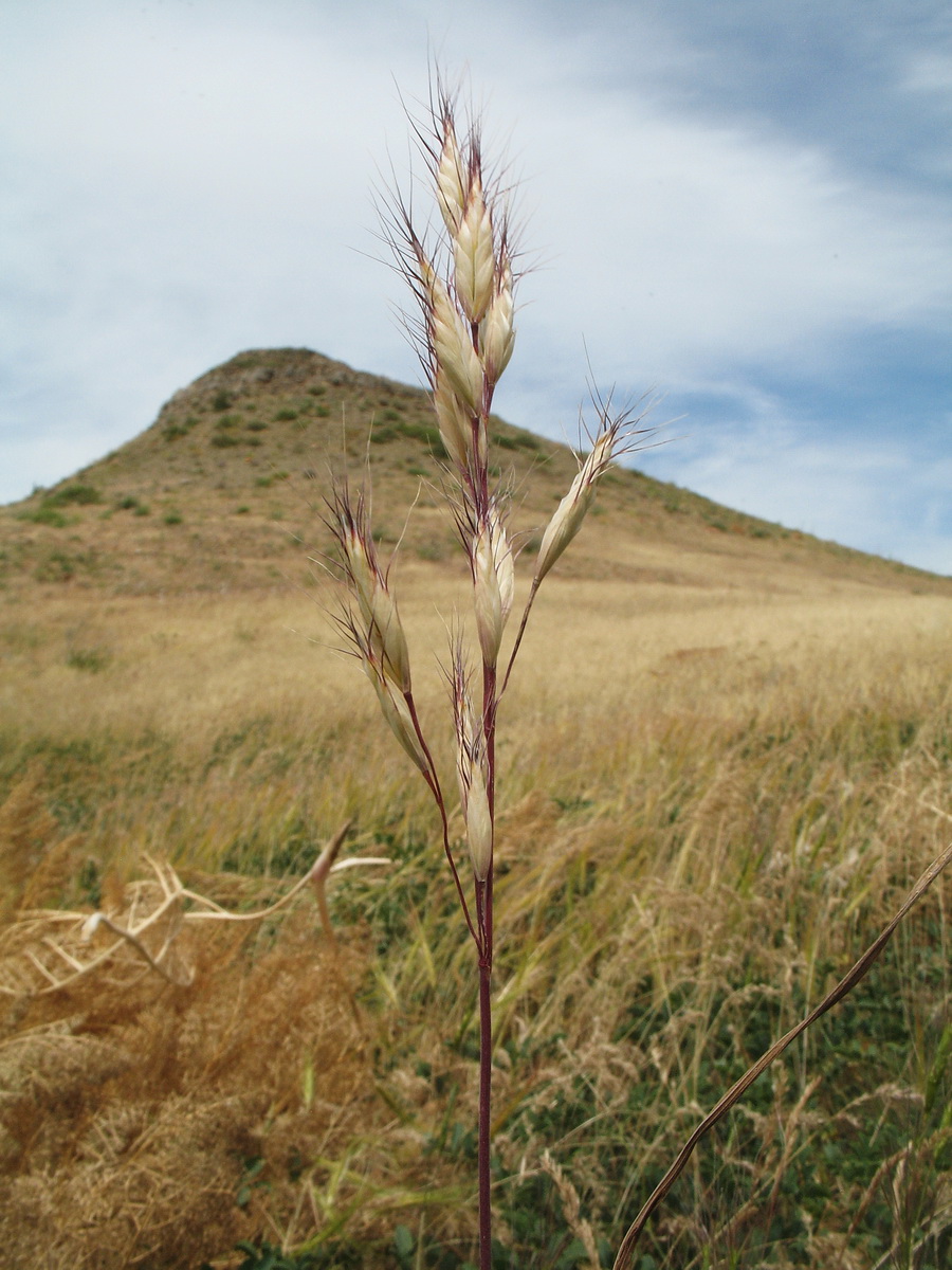 Изображение особи Bromus danthoniae.