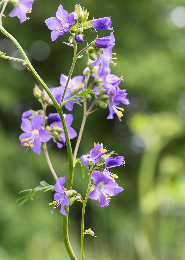 Изображение особи Polemonium caeruleum.