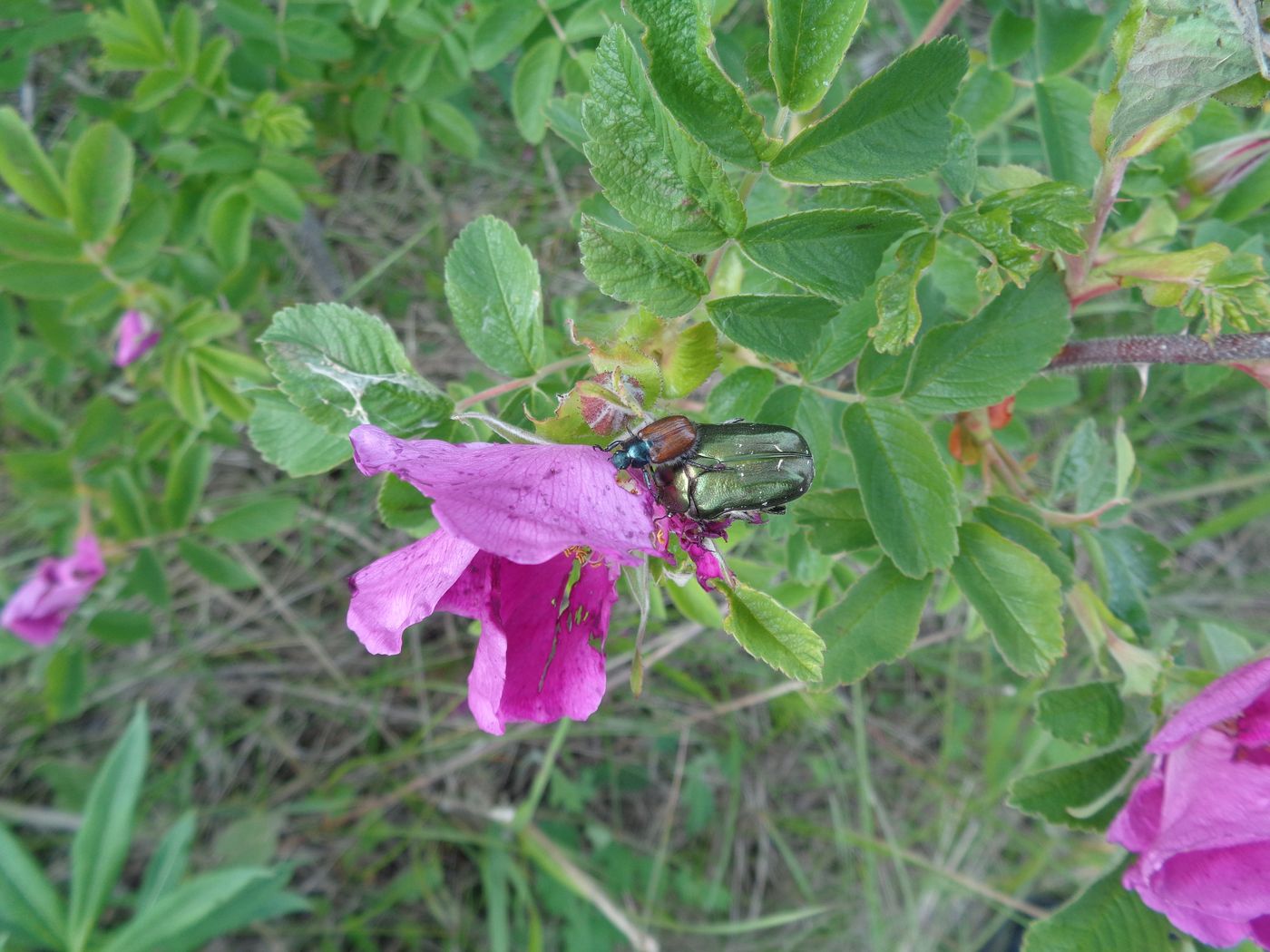 Изображение особи Rosa rugosa.