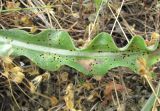 genus Scorzonera