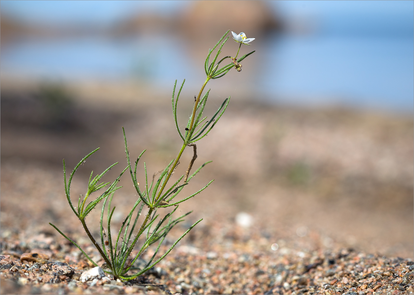 Изображение особи Spergula arvensis.