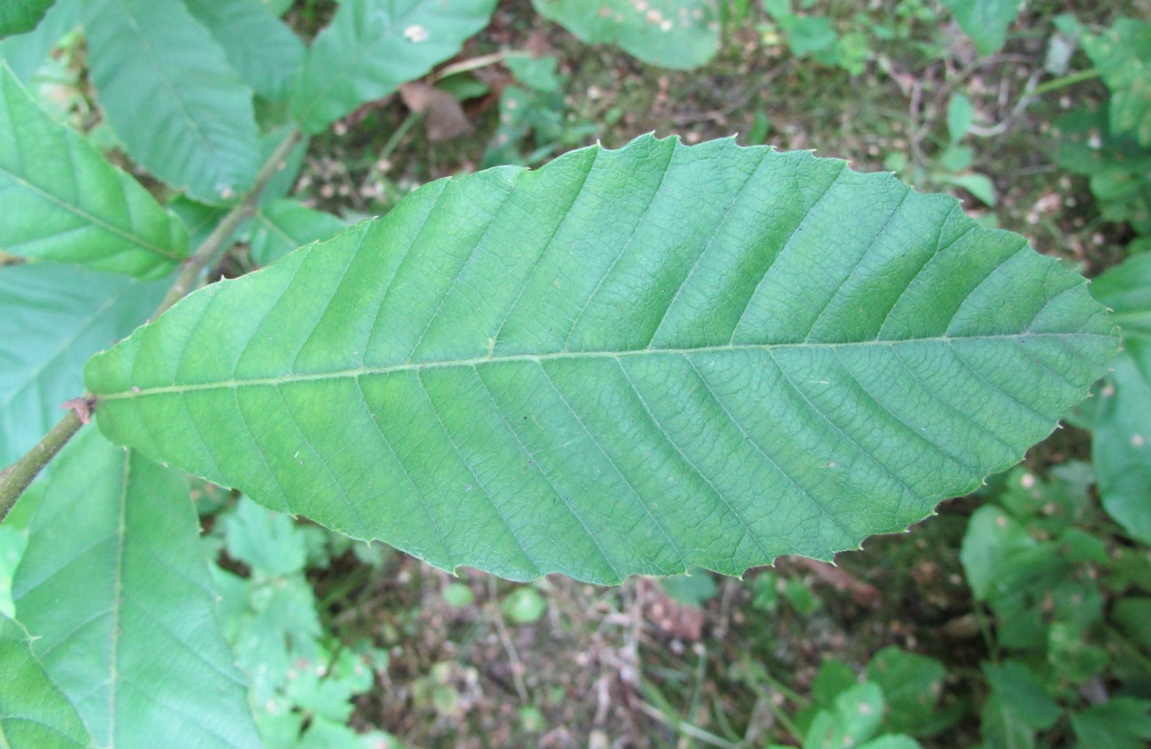 Изображение особи Quercus variabilis.