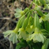 Primula pallasii. Соцветие (вид сверху). Окр. Томска, лесной луг. 23.05.2010.