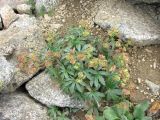 Alchemilla sericea