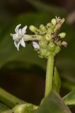 Morinda citrifolia