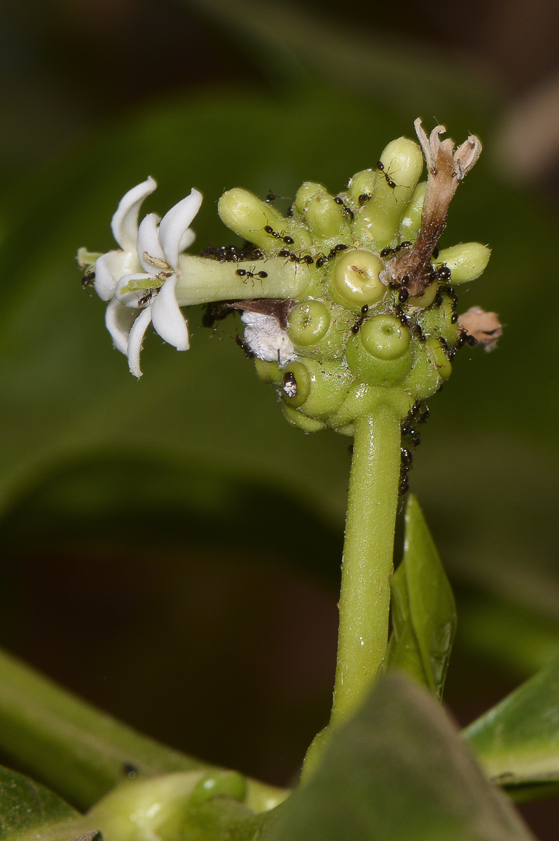 Изображение особи Morinda citrifolia.