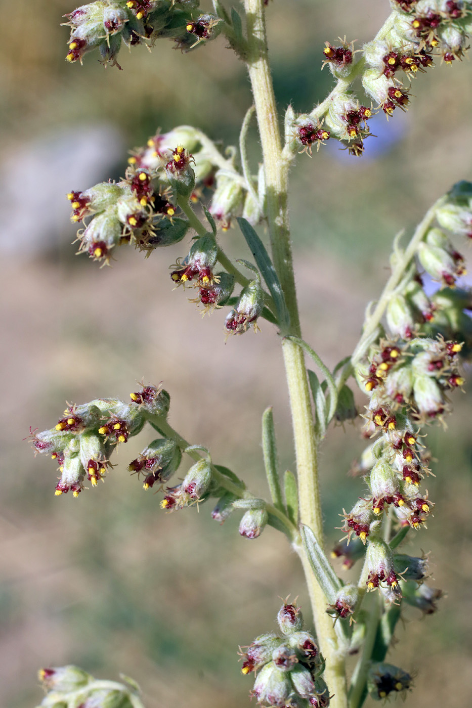 Изображение особи Artemisia vulgaris.