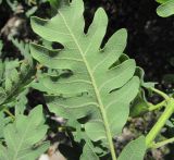 Quercus pubescens. Лист (вид снизу). Дагестан, окр. с. Талги, каменистый склон. 15.05.2018.