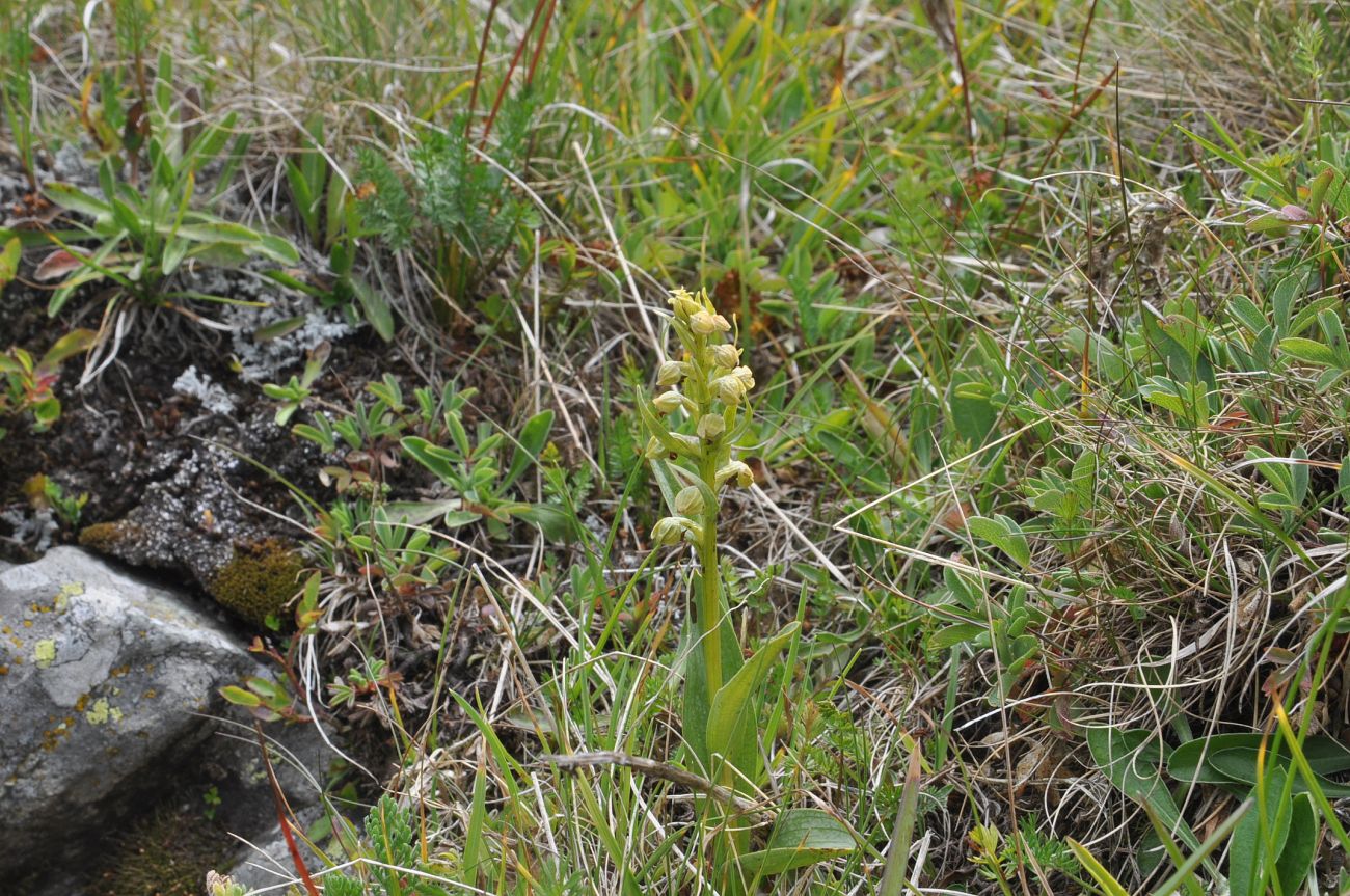 Image of Dactylorhiza viridis specimen.