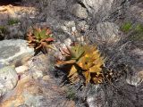 Aloe perfoliata