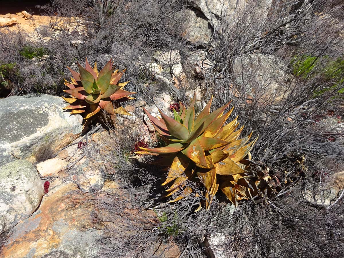 Image of Aloe perfoliata specimen.