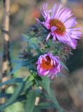 Symphyotrichum novae-angliae