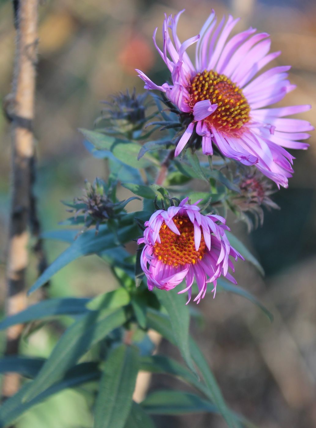 Изображение особи Symphyotrichum novae-angliae.