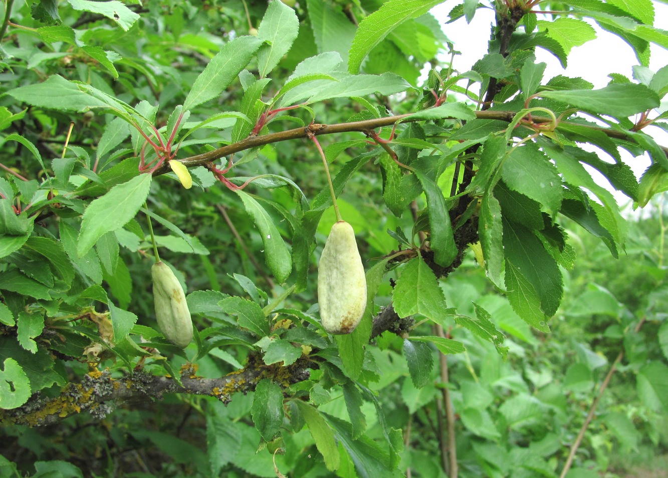 Изображение особи Prunus cerasifera ssp. caspica.