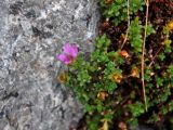 Saxifraga oppositifolia. Цветущее растение. Мурманская обл., Хибины, перевал Северный Чорргор, ≈ 1000 м н.у.м., каменистый склон. 10.08.2018.