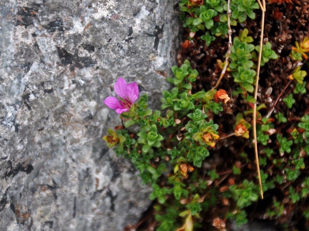 Изображение особи Saxifraga oppositifolia.