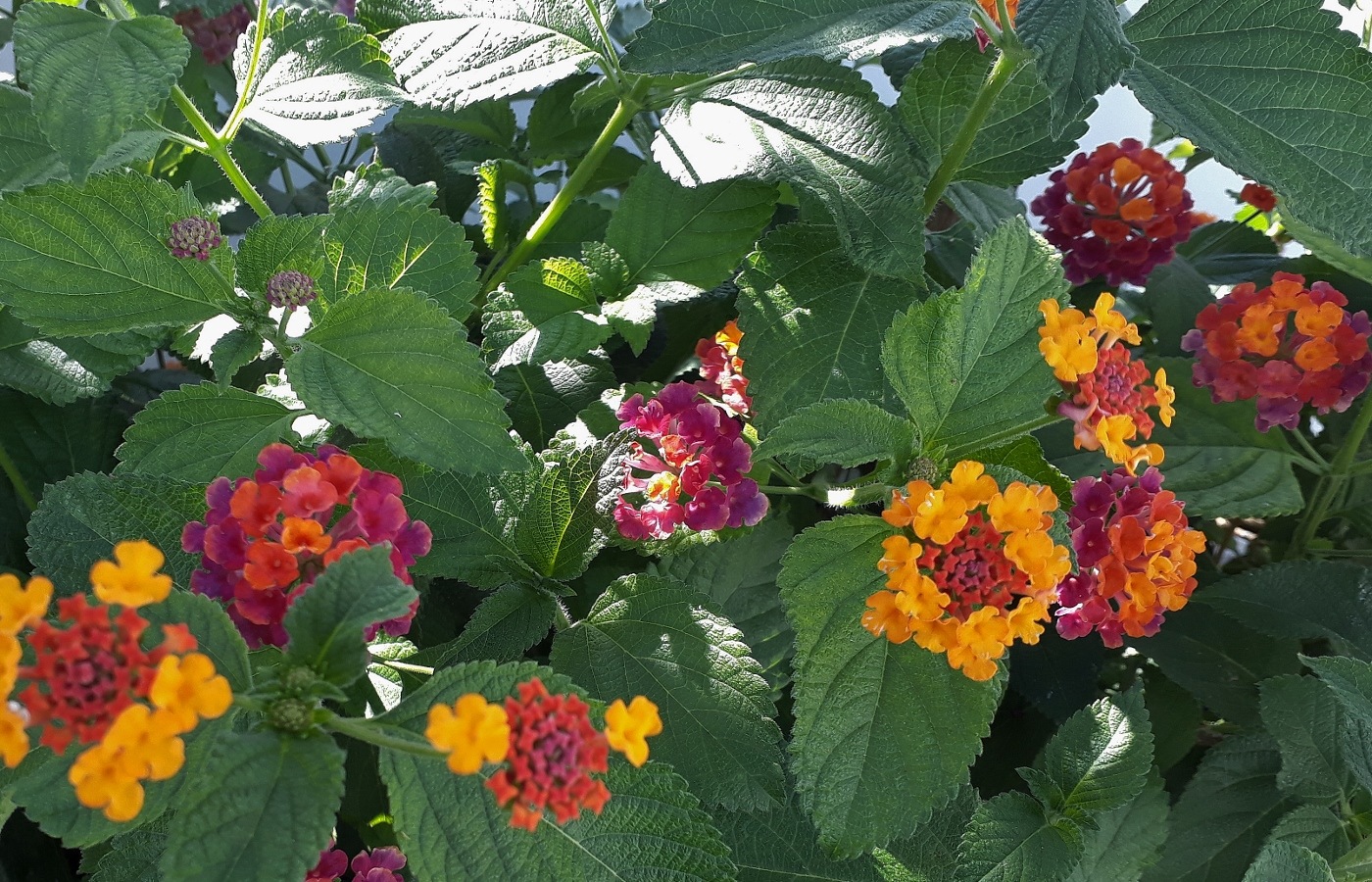 Image of Lantana camara specimen.