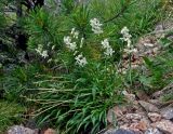 Silene chamarensis. Цветущее растение (на заднем плане видны ветви Pinus sibirica). Красноярский край, Ермаковский р-н, природный парк \"Ергаки\", гора Птица, ≈ 1900 м н.у.м., каменистый склон у верхней границы хвойного леса. 17.07.2018.