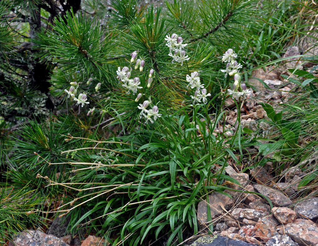 Image of Silene chamarensis specimen.