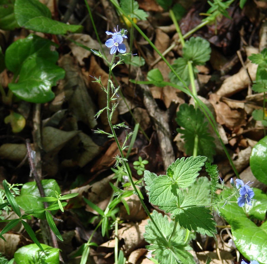 Image of Veronica chamaedrys specimen.