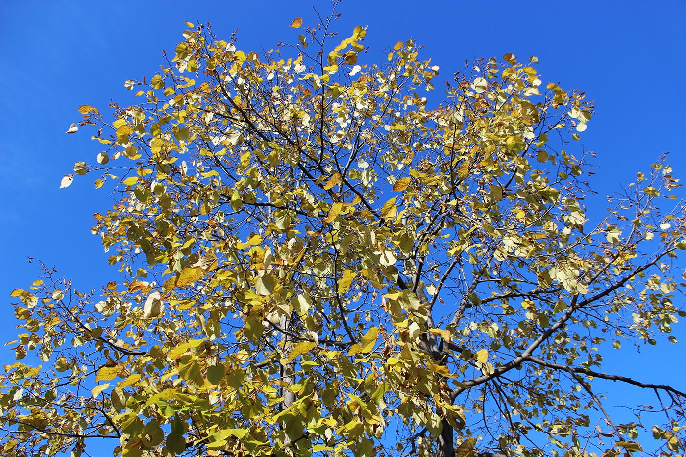 Image of Tilia mandshurica specimen.