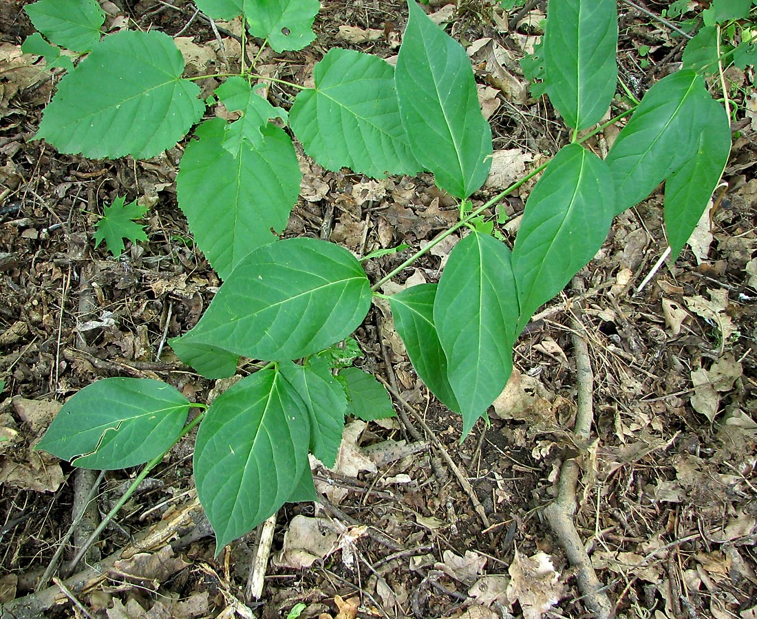 Image of Vincetoxicum scandens specimen.