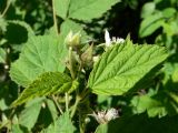 Rubus idaeus