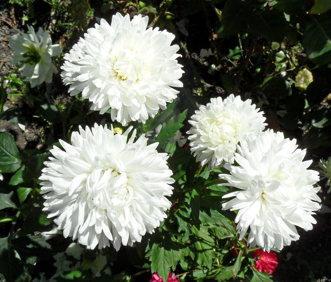 Image of Chrysanthemum morifolium specimen.