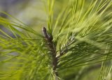 Pinus halepensis. Верхушка побега. Греция, Эгейское море, о. Парос, холм Кефалос, окр. монастыря Св. Антония; каменистая пешеходная дорожка к монастырю. 31.10.2018.
