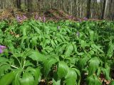 Cardamine glanduligera